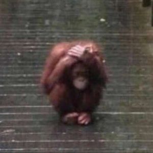 Meet your Posher, Adrian